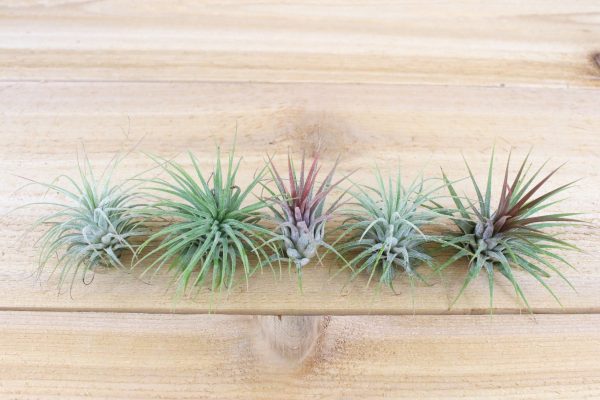 Wholesale: Tillandsia Ionantha Guatemala Air Plants [Min Order 12] For Discount