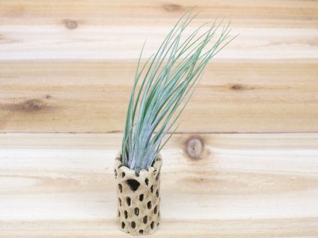 Cholla Wood Containers with Custom Tillandsia Air Plant [3 Inches Tall] Hot on Sale