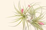 Wholesale: Tillandsia Stricta  Green  Hybrid Air Plants [Min Order 12] Cheap