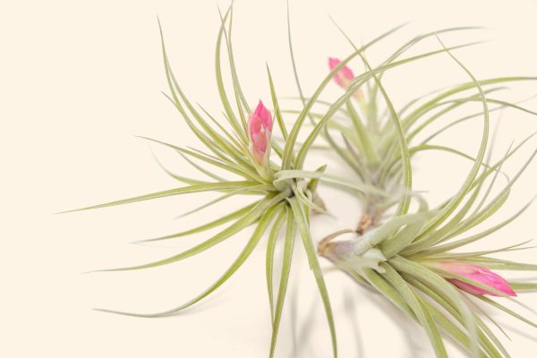 Wholesale: Tillandsia Stricta  Green  Hybrid Air Plants [Min Order 12] Cheap