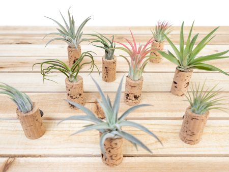 Wholesale: Handmade Wine Cork Planter Magnet with Tillandsia Air Plants  [Min Order 12] Fashion