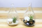 Complete Teardrop Beach Terrarium Kits with White and Black Sand and Sea Life [2 Pack] For Cheap