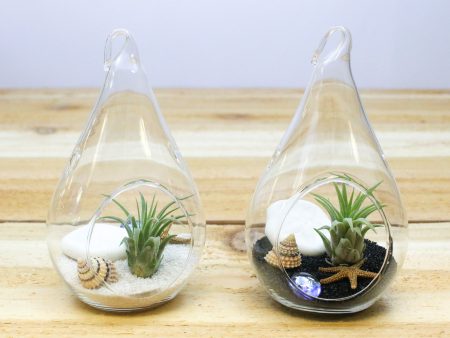 Complete Teardrop Beach Terrarium Kits with White and Black Sand and Sea Life [2 Pack] For Cheap