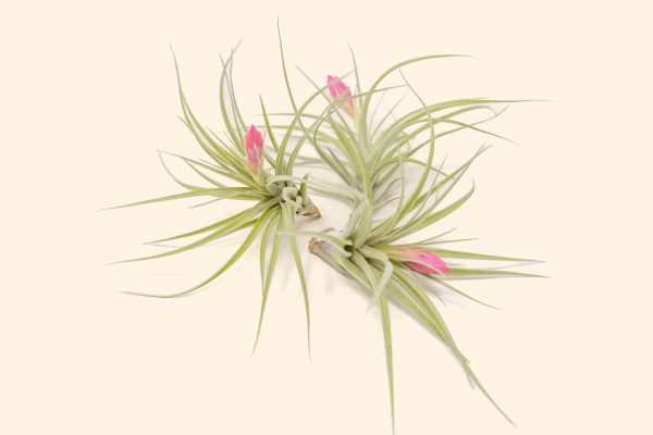 Wholesale: Tillandsia Stricta  Green  Hybrid Air Plants [Min Order 12] Cheap