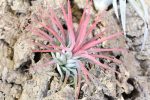 Wholesale: Tillandsia Ionantha Mexican Air Plants [Min Order 12] Online now