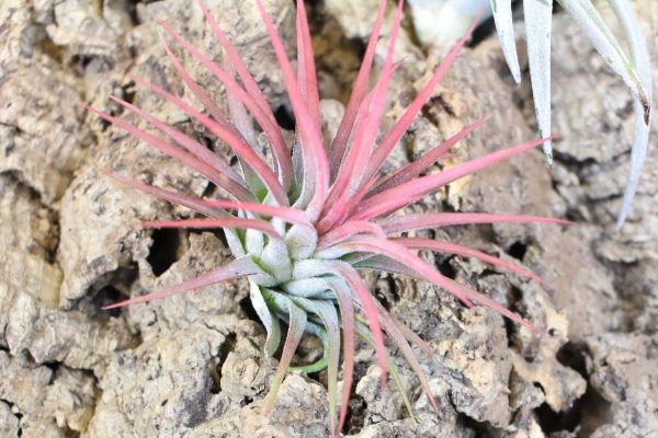 Wholesale: Tillandsia Ionantha Mexican Air Plants [Min Order 12] Online now