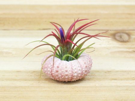 Wholesale: Pink Urchin Seashell with Tillandsia Air Plants  [Min Order 12] Sale