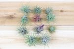 Wholesale: Tillandsia Ionantha Guatemala Air Plants [Min Order 12] For Discount