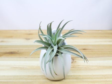 Wholesale: Small Hanging Ivory Ceramic Container with Custom Tillandsia Air Plants [Min Order 12] Fashion